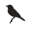 randicoleman.com