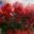 revitalizedagain.wordpress.com