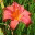 lwsgarden.wordpress.com