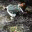 rightbrainramblings.wordpress.com