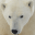 polarbearalley.com