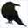 raven-family.com