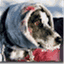 sleddogwatchdog.wordpress.com