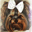 cypresshillyorkies.com