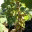 passingthevine.wordpress.com
