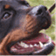 workingrotties.com