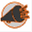 fanaticfusion.com
