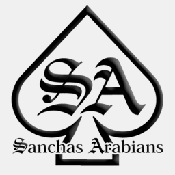 sanchasarabians.com