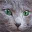 cats-in-blue.dk