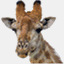 giraffer.se