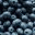 blueberriesforall.wordpress.com