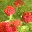 howgardengrow.wordpress.com