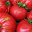 tomatendach.de