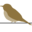 bicknellsthrush.org