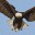 iflyalone.wordpress.com