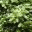 themossyblogster.wordpress.com
