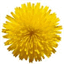 dandelionwebworks.com
