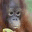 immonkeyboi.wordpress.com