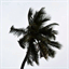 palmtreetea.com
