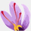 mehrsaffron.us