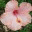 hpinnz.wordpress.com