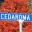 cedaroma.wordpress.com