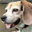 daily-beagle.tumblr.com