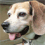 daily-beagle.tumblr.com