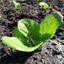 waytogrowgardens.com