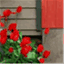 redshedstudio.wordpress.com
