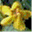 tresorrainforest.org