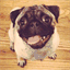 frecklesthepug.com