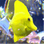 howtoaquarium.com
