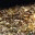 emots.wordpress.com