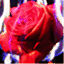 burningrosestudios.com