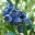 epicfruit.wordpress.com