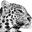 leopardmanstudios.com