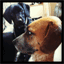 adoggieaday.com