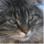 scrappycat.wordpress.com