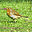 gobewild.co.uk