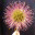 leafandseed.wordpress.com