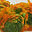 bloomnloco.nz