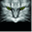 greycatgraphics.com