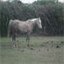 setareh.stud.farm.over-blog.com