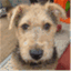 puppydevelopment.wordpress.com
