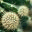 hookedonsucculents.com