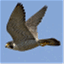 grperegrines.wordpress.com