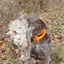 mthopegamepreserve.com