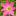zephyranthes.org