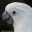 cockatoo-info.com